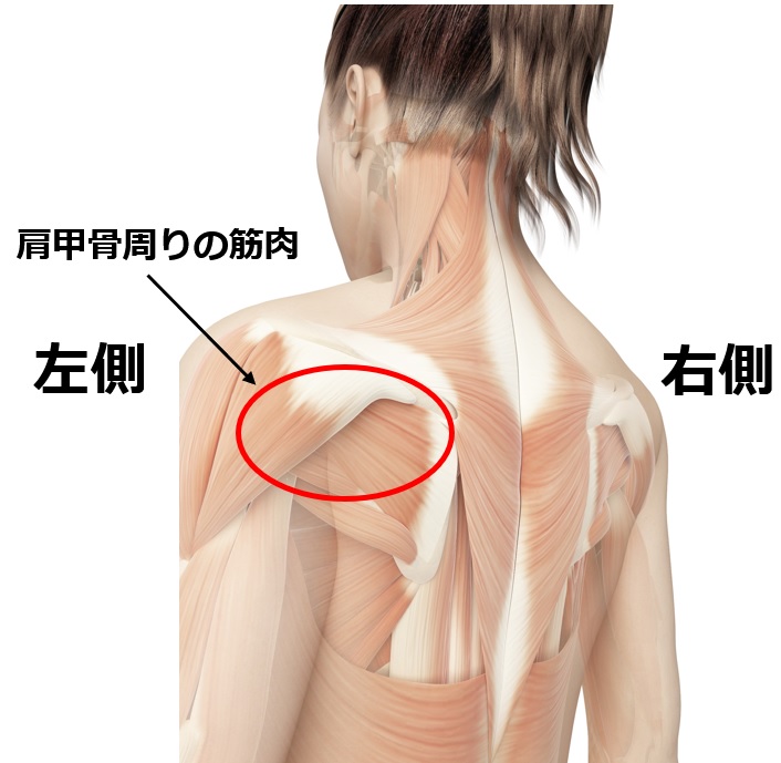 甲骨 周り 痛い 肩 肩甲骨が痛いときはどんな体のサイン？とその対策