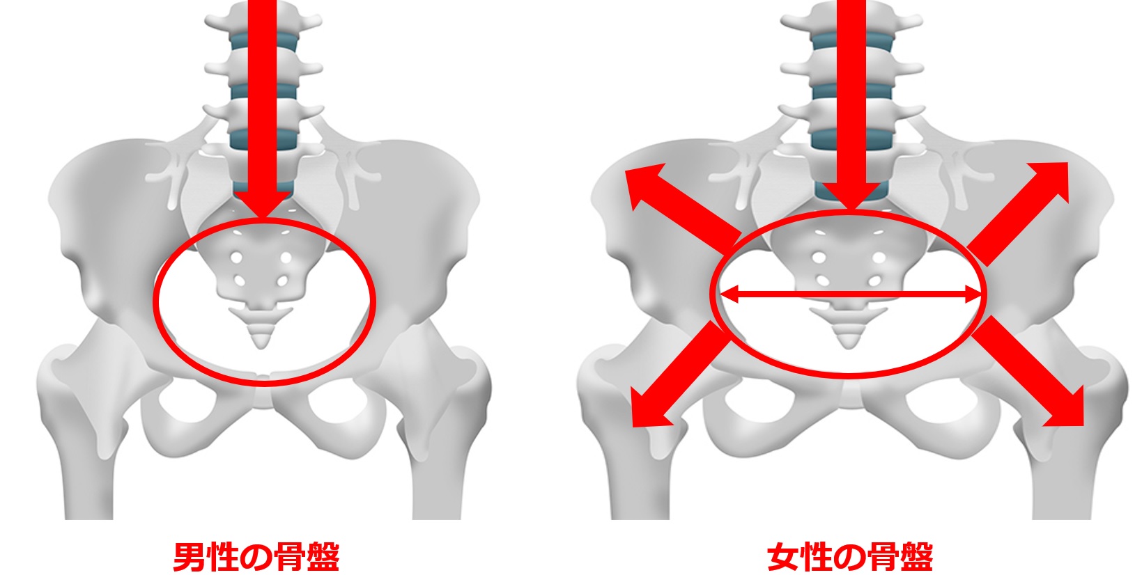女性の腰痛は骨盤矯正で改善する 兵庫県川西市ライフカイロプラクティックラボ