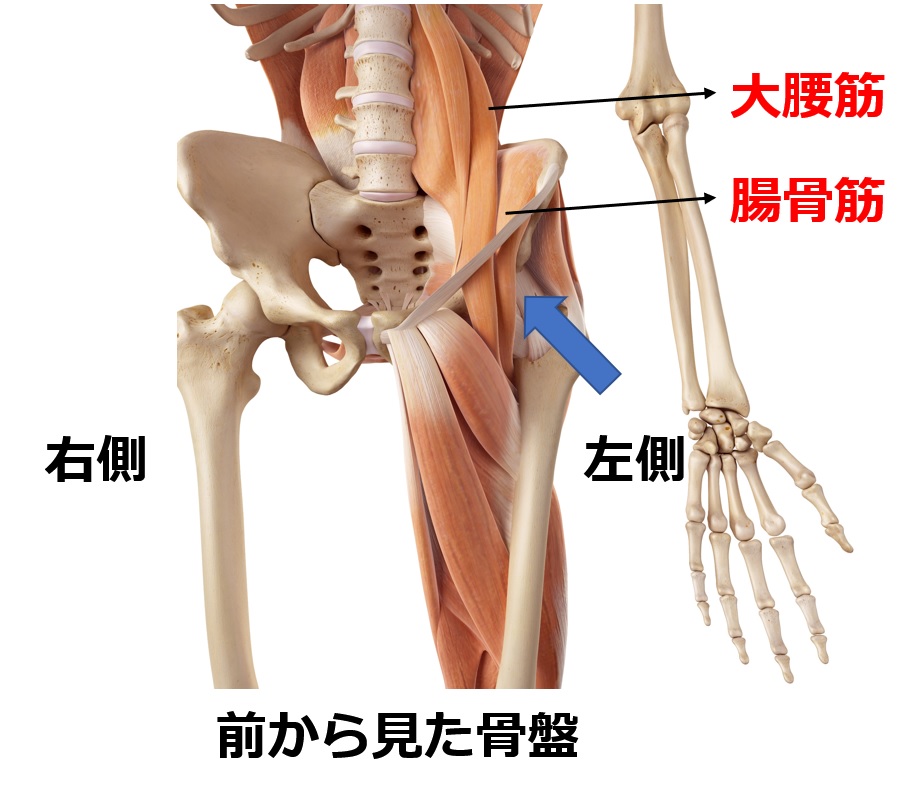 腰痛と鼠径部 違和感と痛みの原因は骨盤のゆがみ 兵庫県川西市ライフカイロプラクティック