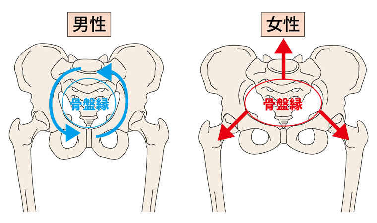女性の骨盤と腰痛の関係性 ライフ・カイロプラクティックラボ スタッフブログ