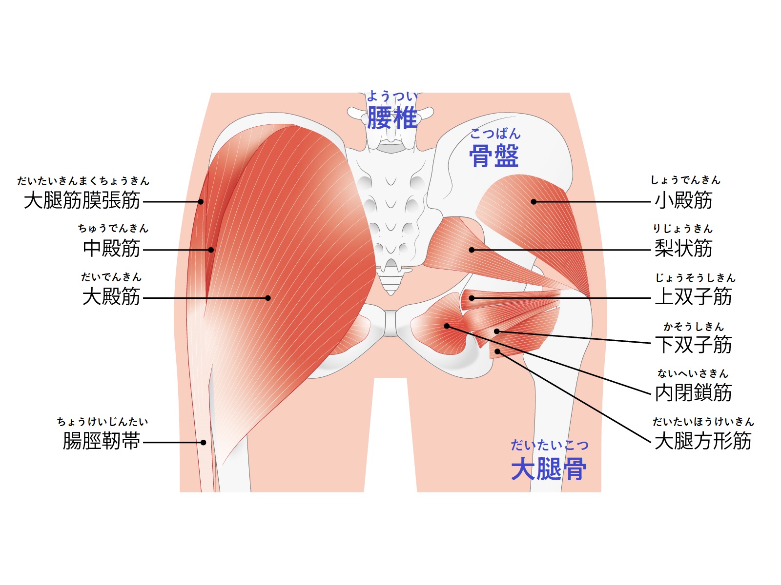 腰も痛くてお尻の筋肉もガッチガチ 骨格や骨盤の歪みが根本原因 川西市宝塚市池田市 ライフ カイロプラクティックラボ スタッフブログ