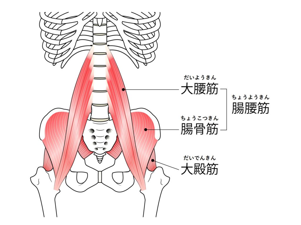 尾てい骨が痛くて足を伸ばして眠れない その原因は骨盤の歪みかも 川西市宝塚市池田市 ライフ カイロプラクティックラボ スタッフブログ