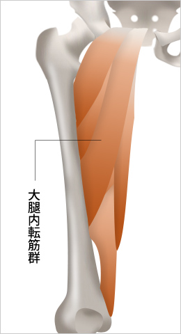 恥骨筋・薄筋、長内転勤・短内転筋・大内転筋を称して、大腿内転筋群といいます