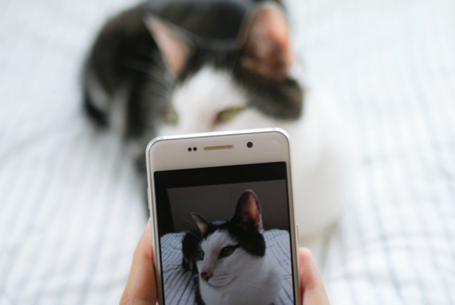 ペットにセッションをする際は、お気に入りの部屋でzoomに繋いて下さい。